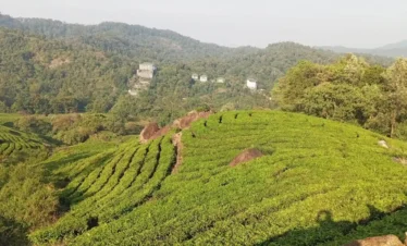Kerala Luxury Tour Package 7 Days tea plantation and Grand Cliff Resort valley view near Munnar