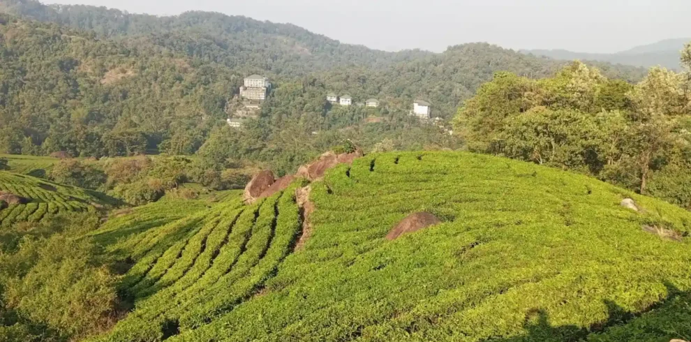 Kerala Luxury Tour Package 7 Days tea plantation and Grand Cliff Resort valley view near Munnar